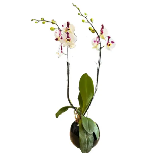 Orquidea blanca XI